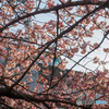 武蔵小杉の早桜と南武線