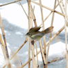 冬のウグイス