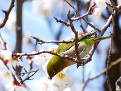 これは、うまい。