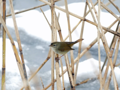 冬のウグイス