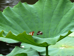 遊園地デート