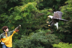 どうぶつ王国バードパフォーマンスショー28 ハクトウワシ