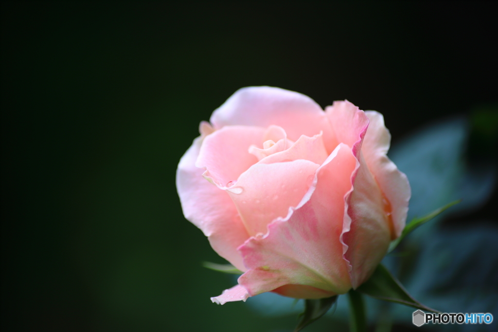 Rococo