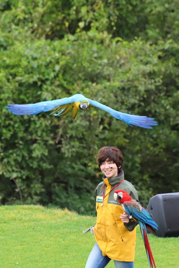 どうぶつ王国バードパフォーマンスショー32 コンゴウインコ