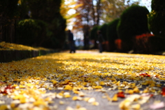 Autumn road