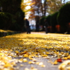 Autumn road