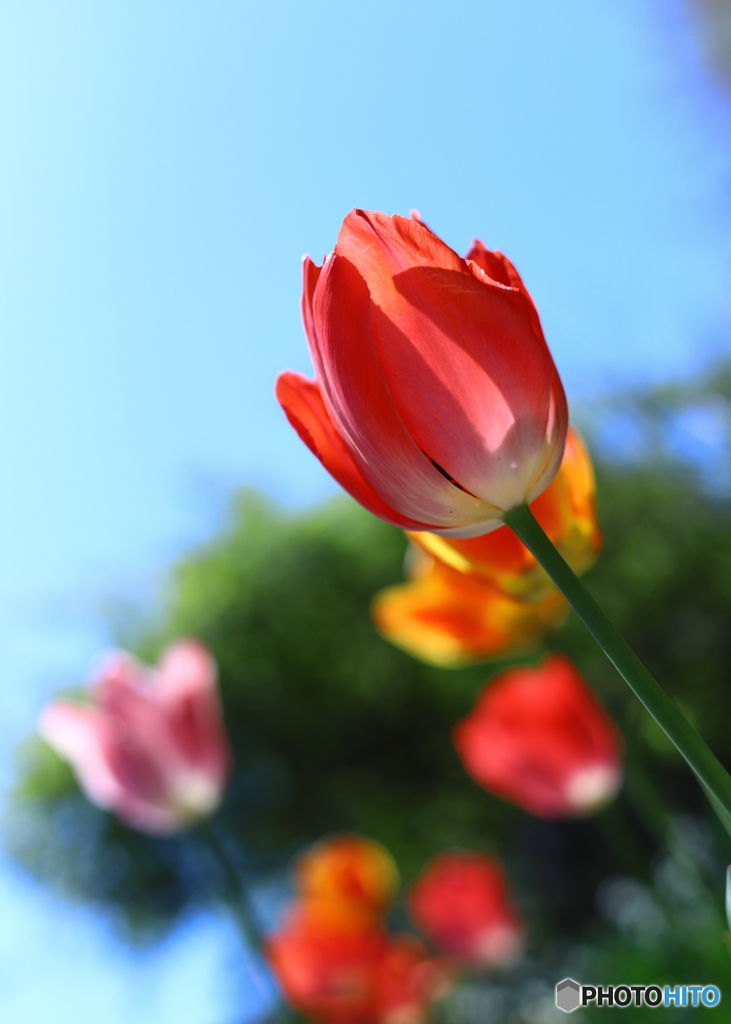Tulipa
