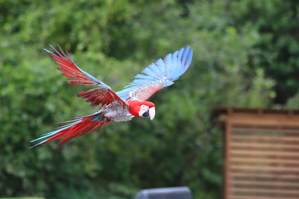 どうぶつ王国バードパフォーマンスショー36 コンゴウインコ