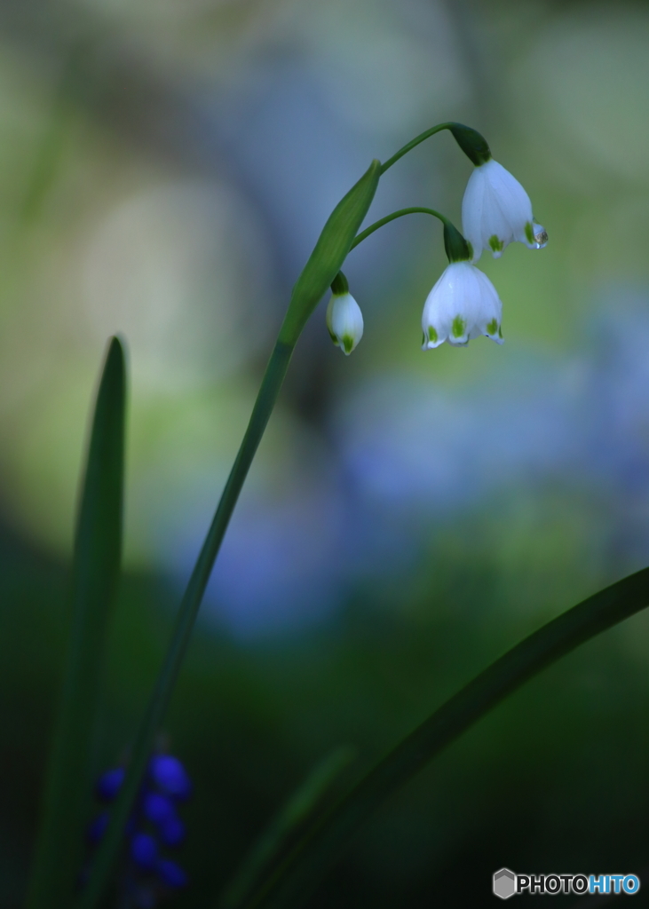 Summer snowflake