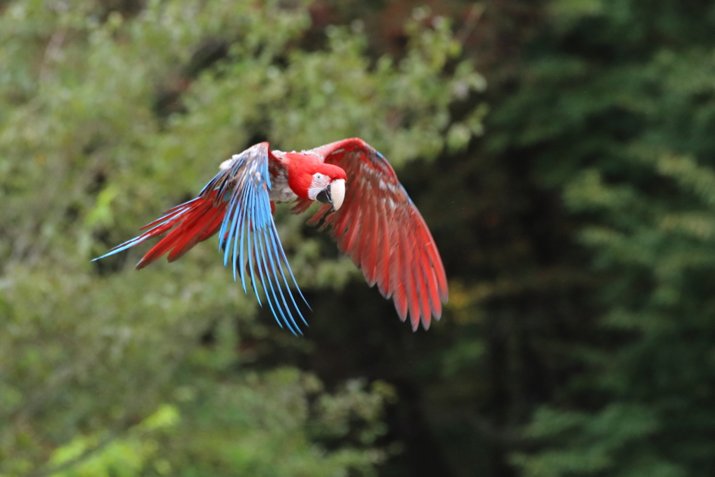 どうぶつ王国バードパフォーマンスショー35 コンゴウインコ