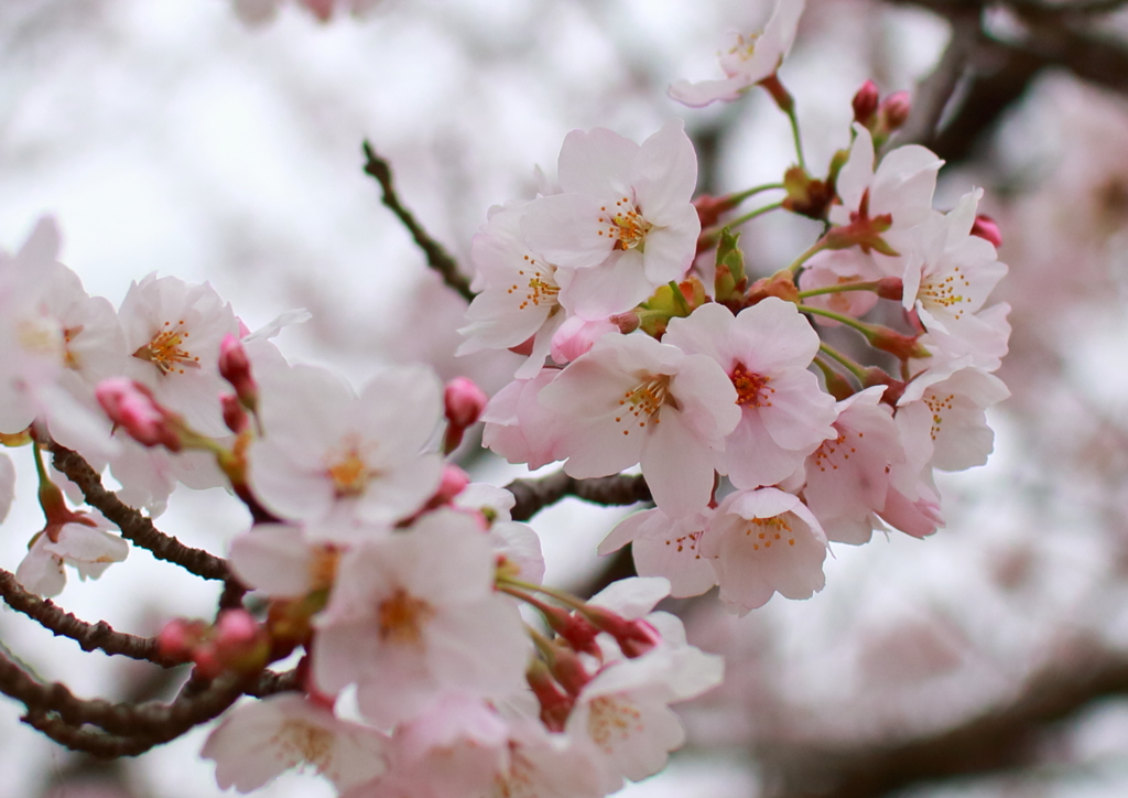 SAKURA