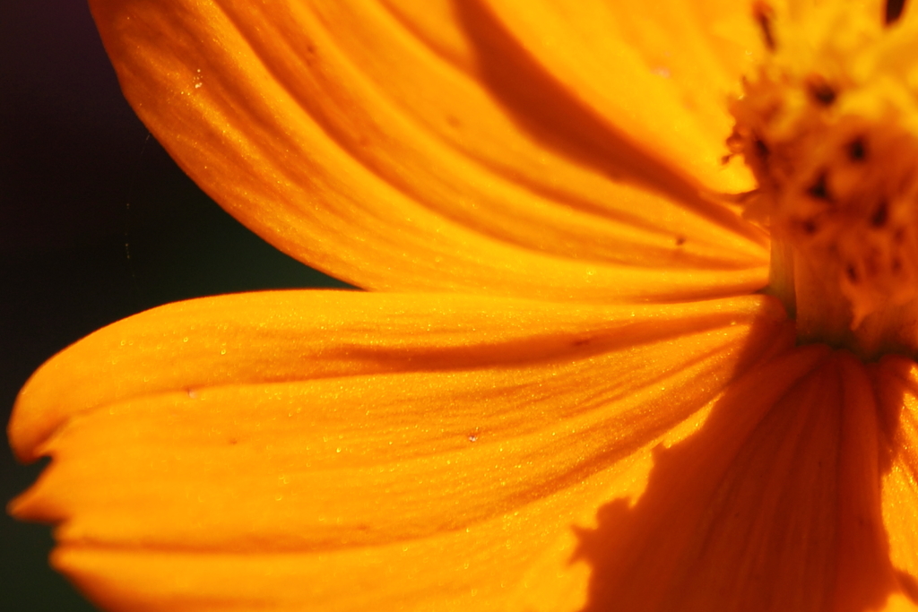 Cosmos sulphureus Ⅰ