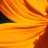 Cosmos sulphureus Ⅰ