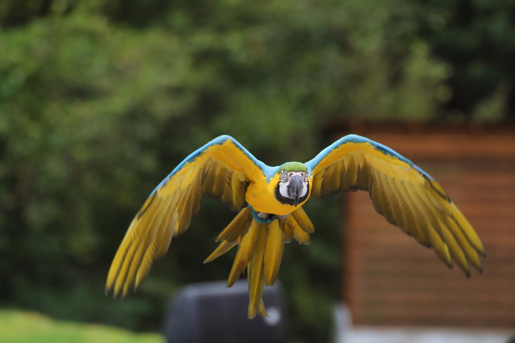 どうぶつ王国バードパフォーマンスショー33 コンゴウインコ