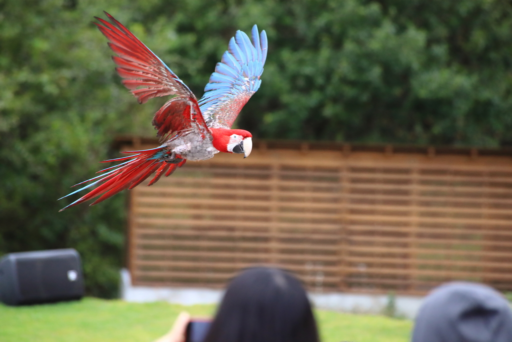 どうぶつ王国バードパフォーマンスショー37 コンゴウインコ