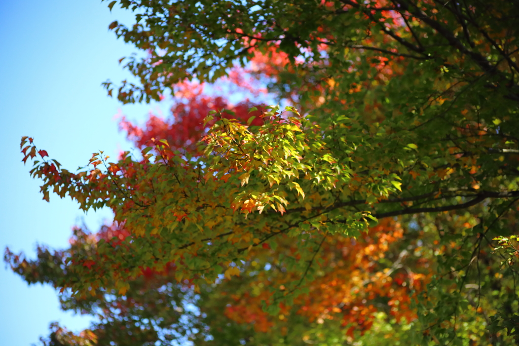 vivid color