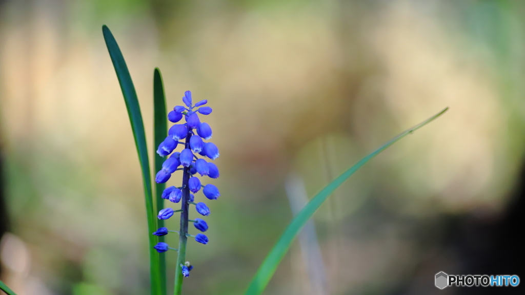 Grape hyacinth