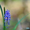 Grape hyacinth