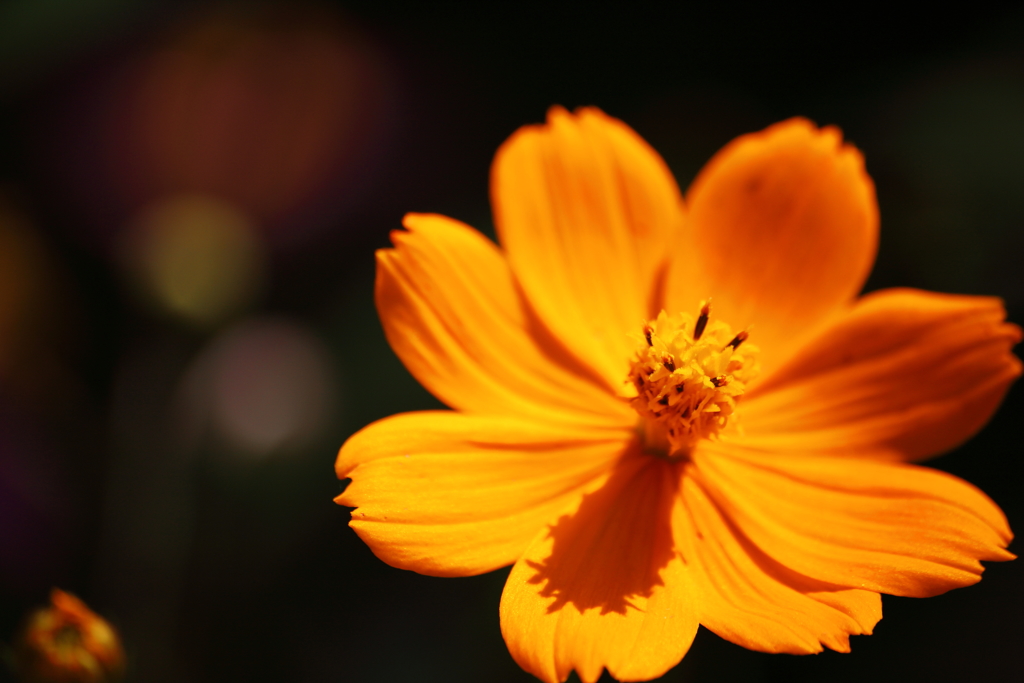 Cosmos sulphureusⅡ