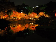 紅葉のライトアップ