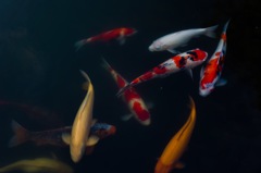 鯉