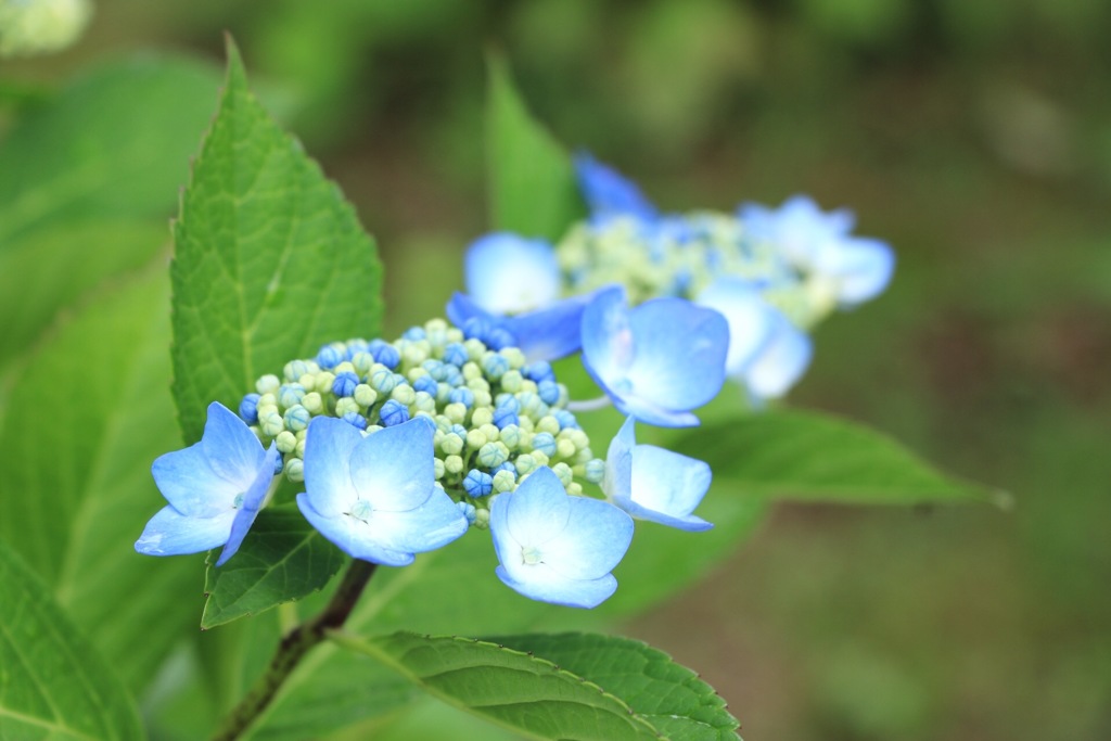 紫陽花