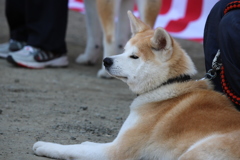 秋田犬2
