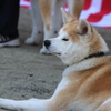 秋田犬2