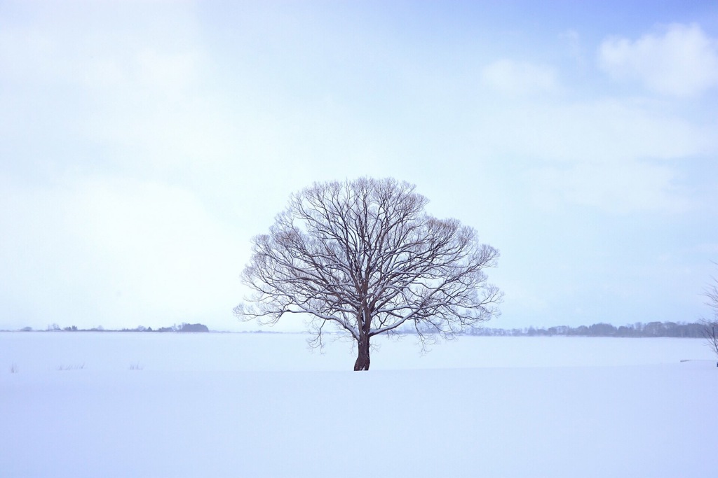 雪原の木