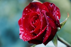 真紅のバラ