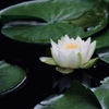 睡蓮