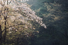 朝靄と桜