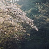 朝靄と桜