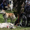 秋田犬4