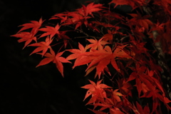 紅葉