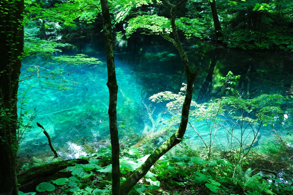 脇壺の池
