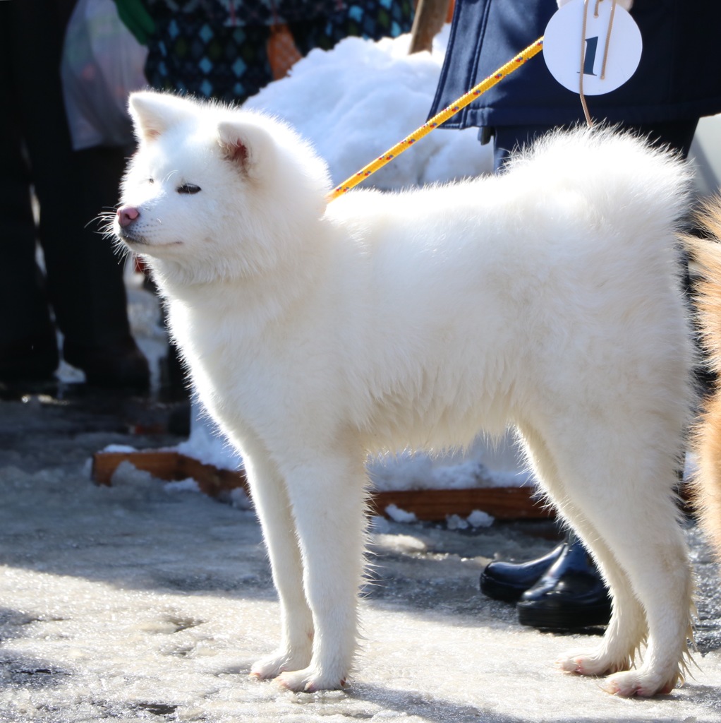 白い もふもふ の 犬
