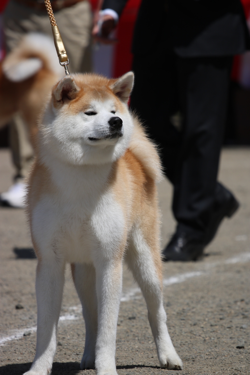 秋田犬