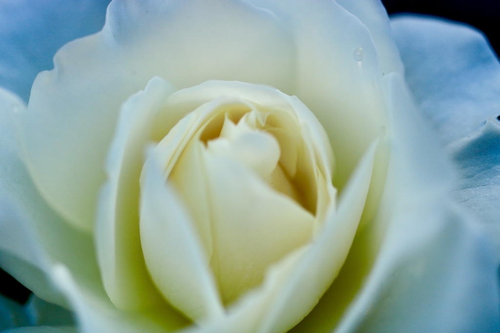 白の薔薇