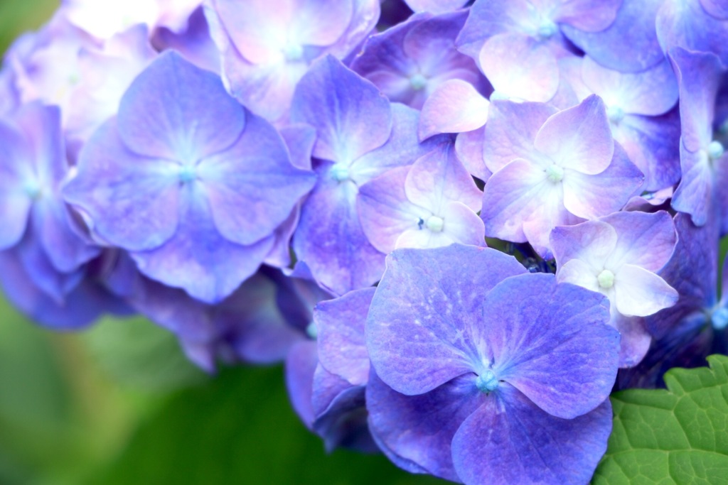紫陽花2