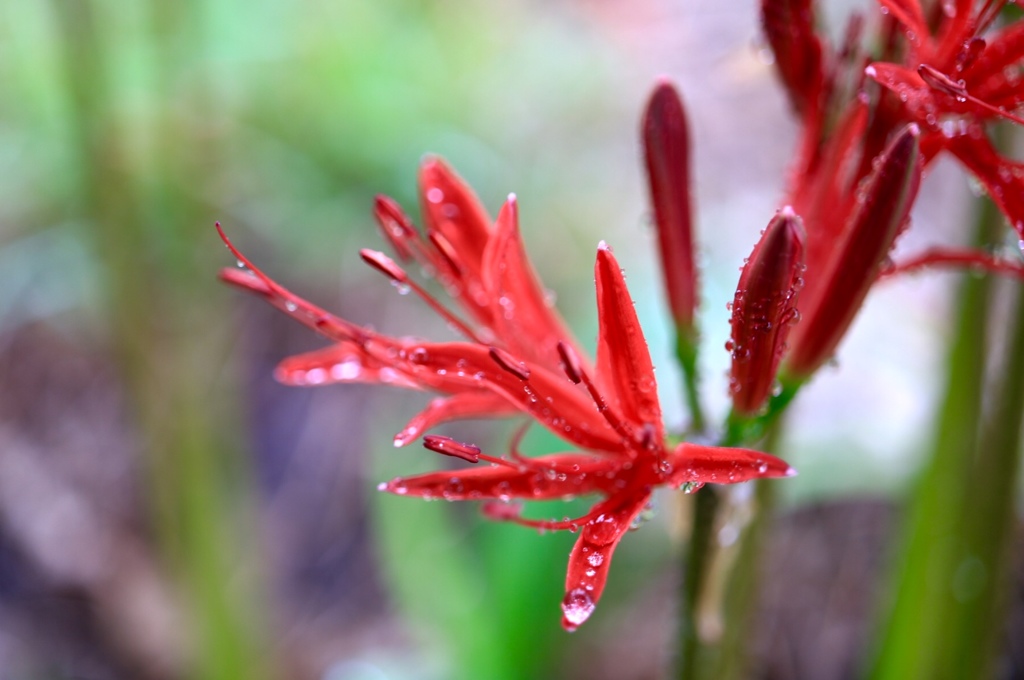 この花