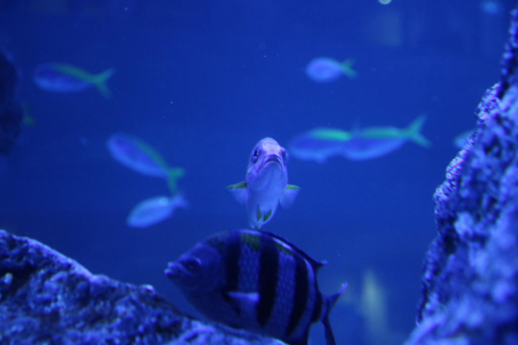 すみだ水族館01