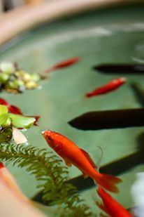 金魚の口呼吸？！