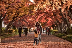 紅葉の絨毯と子供