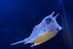 すみだ水族館 コンゴウフグ