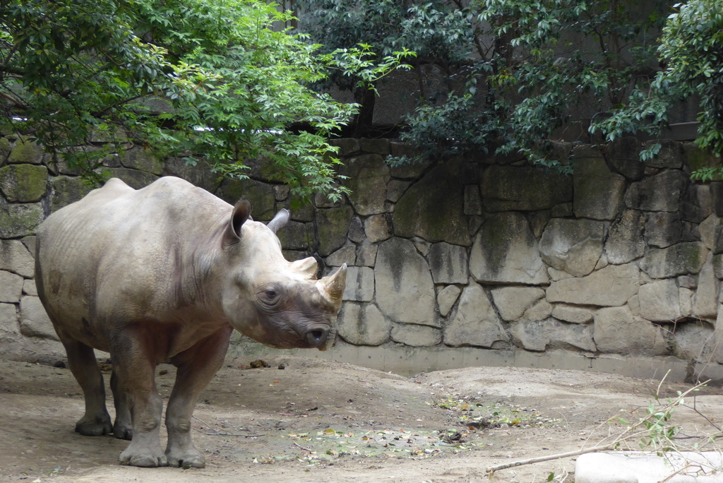 上野動物園　サイさん