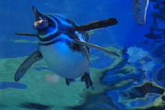 すみだ水族館　ペンギン　エックス戦闘機