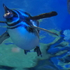 すみだ水族館　ペンギン　エックス戦闘機