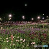 お月様も見惚れる菖蒲園