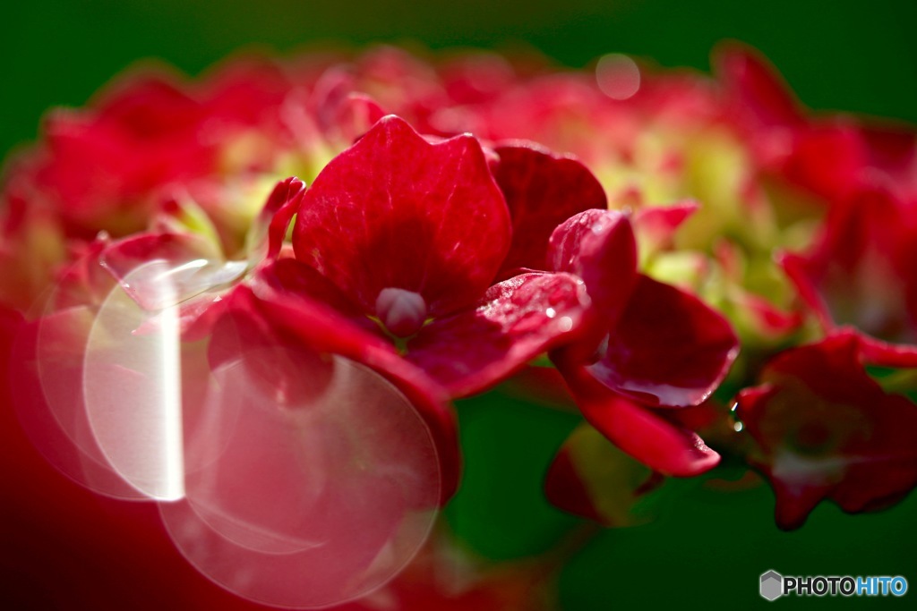 紫陽花６